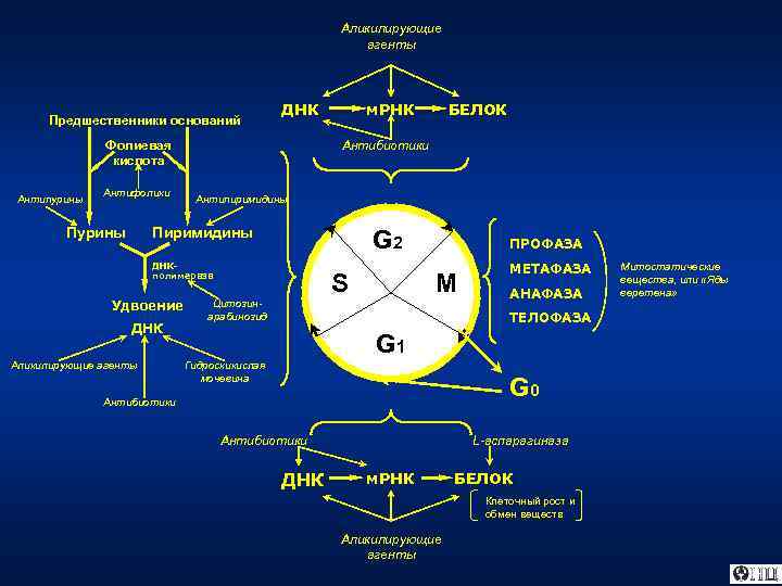 Аликилирующие агенты Предшественники оснований ДНК Фолиевая кислота Антипурины Антифолики Пурины м. РНК Антибиотики Антипиримидины