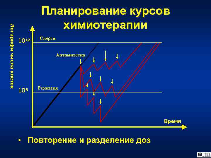 Логарифм числа клеток Планирование курсов химиотерапии 1012 Смерть Антимитотик 108 Ремиссия Время • Повторение