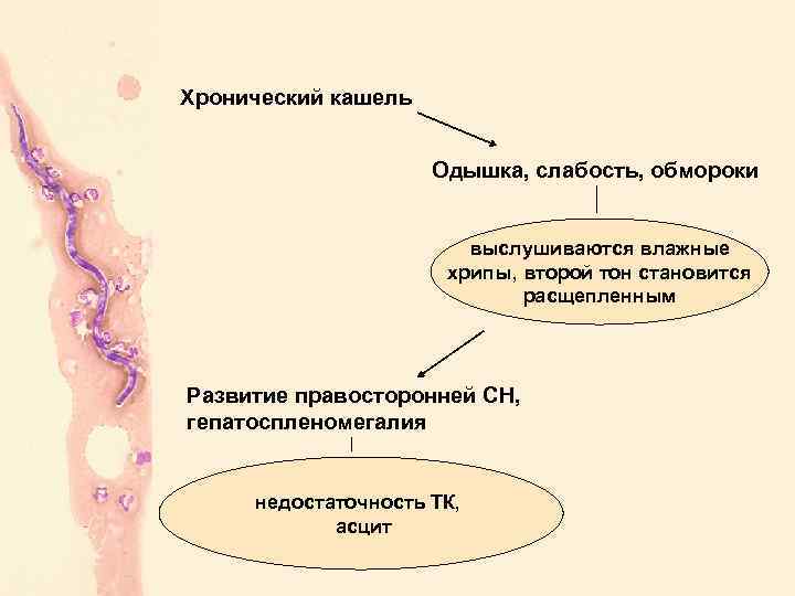 Хронический кашель Одышка, слабость, обмороки выслушиваются влажные хрипы, второй тон становится расщепленным Развитие правосторонней