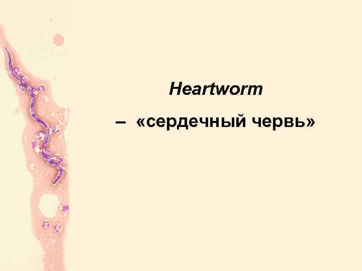 Heartworm – «сердечный червь» 