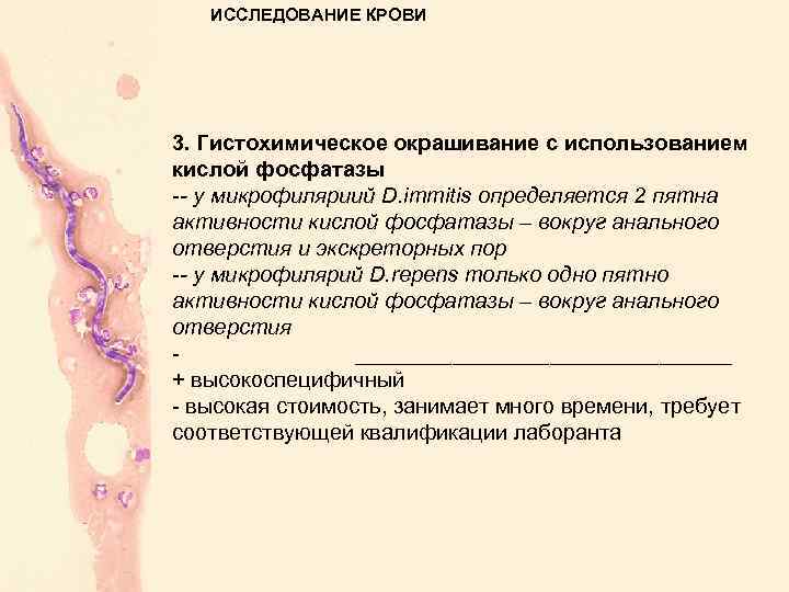 ИССЛЕДОВАНИЕ КРОВИ 3. Гистохимическое окрашивание с использованием кислой фосфатазы -- у микрофиляриий D. immitis