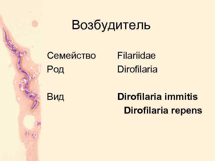 Возбудитель Семейство Род Filariidae Dirofilaria Вид Dirofilaria immitis Dirofilaria repens 