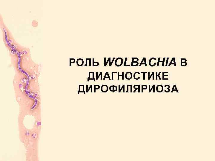 РОЛЬ WOLBACHIA В ДИАГНОСТИКЕ ДИРОФИЛЯРИОЗА 