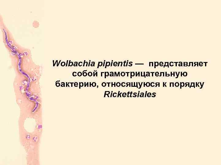 Wolbachia pipientis — представляет собой грамотрицательную бактерию, относящуюся к порядку Rickettsiales 