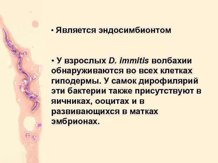  • Является эндосимбионтом • У взрослых D. immitis волбахии обнаруживаются во всех клетках