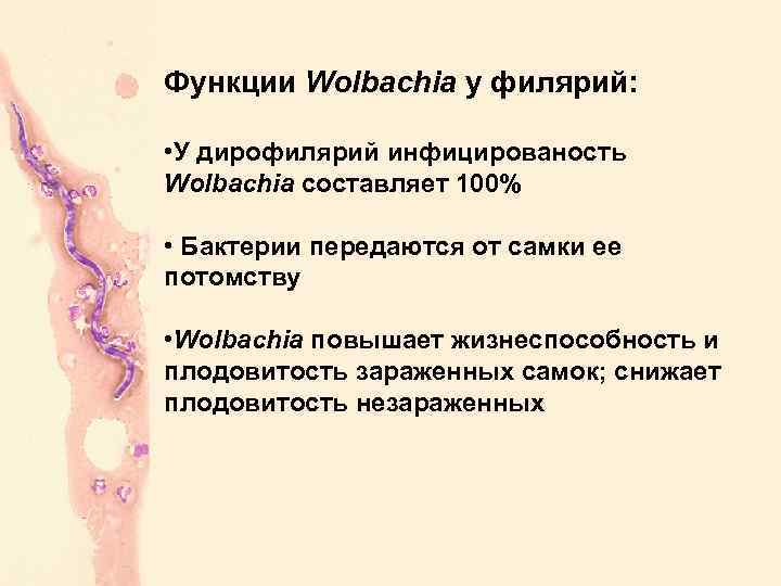 Функции Wolbachia у филярий: • У дирофилярий инфицированость Wolbachia составляет 100% • Бактерии передаются