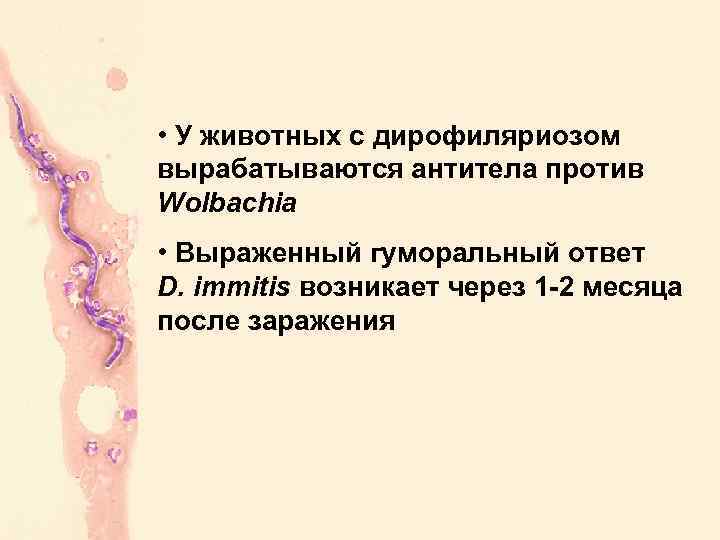  • У животных с дирофиляриозом вырабатываются антитела против Wolbachia • Выраженный гуморальный ответ