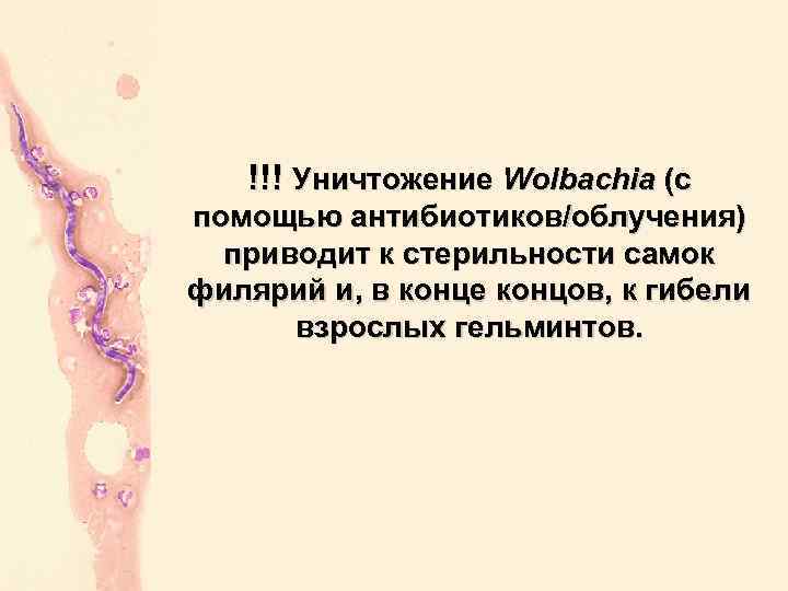 !!! Уничтожение Wolbachia (с помощью антибиотиков/облучения) приводит к стерильности самок филярий и, в конце