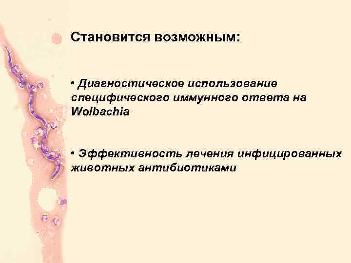 Становится возможным: • Диагностическое использование специфического иммунного ответа на Wolbachia • Эффективность лечения инфицированных