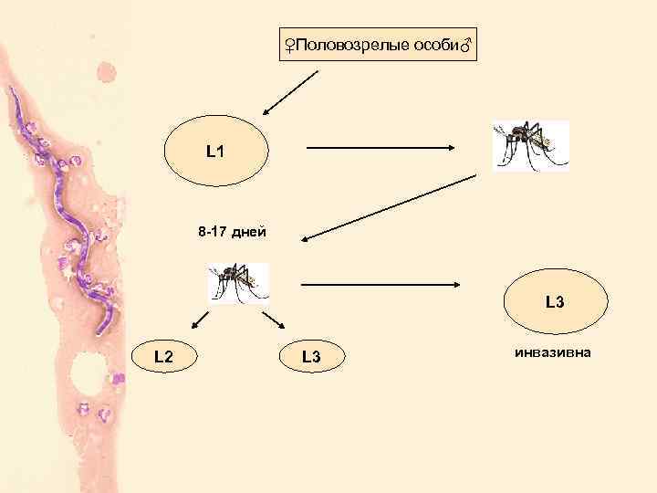 ♀Половозрелые особи♂ L 1 8 -17 дней L 3 L 2 L 3 инвазивна