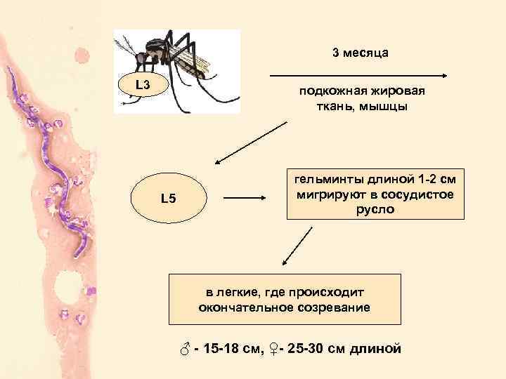 3 месяца L 3 подкожная жировая ткань, мышцы L 5 гельминты длиной 1 -2