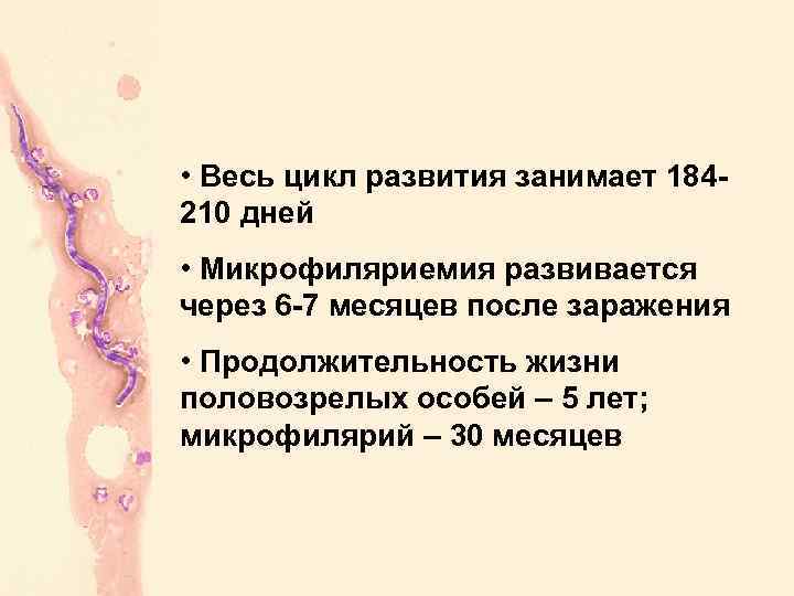  • Весь цикл развития занимает 184210 дней • Микрофиляриемия развивается через 6 -7