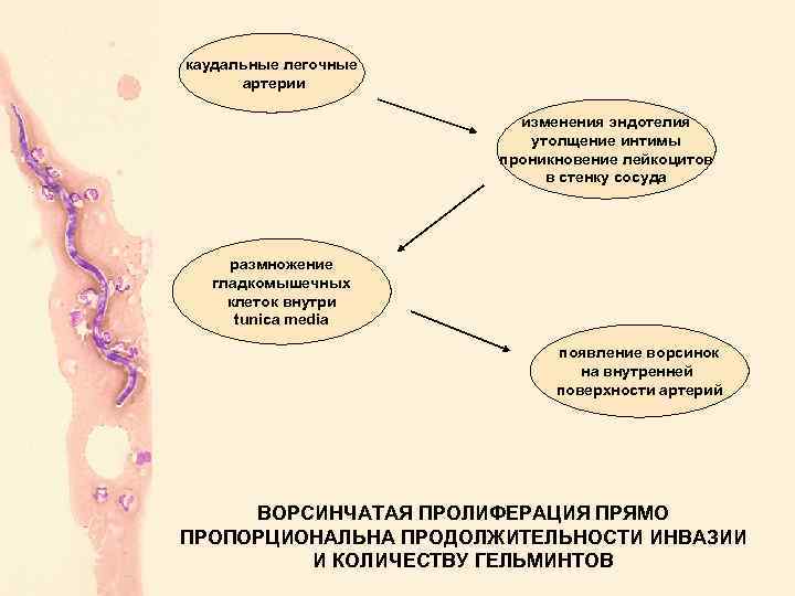 каудальные легочные артерии изменения эндотелия утолщение интимы проникновение лейкоцитов в стенку сосуда размножение гладкомышечных