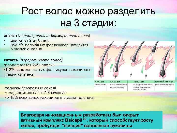 Рост волос можно разделить на 3 стадии: анаген (период роста и формирования волос) •