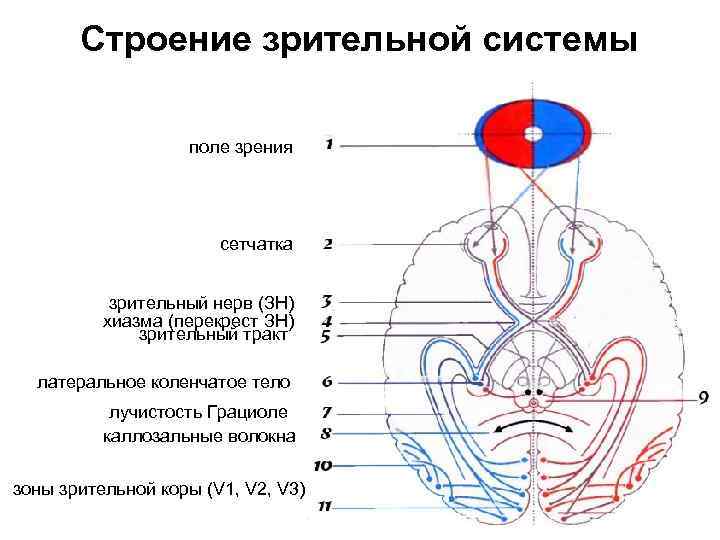 Строение зрительной системы поле зрения сетчатка зрительный нерв (ЗН) хиазма (перекрест ЗН) зрительный тракт