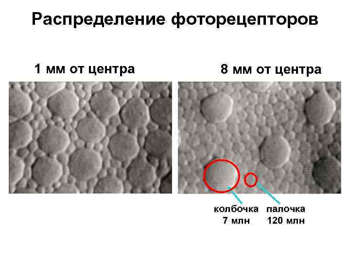 Распределение фоторецепторов 1 мм от центра 8 мм от центра колбочка палочка 7 млн