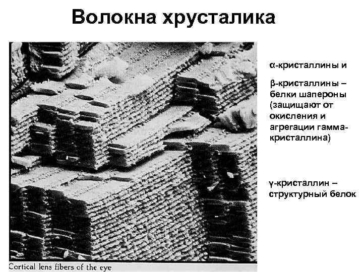 Волокна хрусталика α-кристаллины и β-кристаллины – белки шапероны (защищают от окисления и агрегации гаммакристаллина)