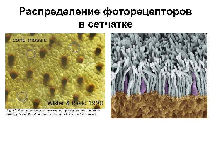 Распределение фоторецепторов в сетчатке 