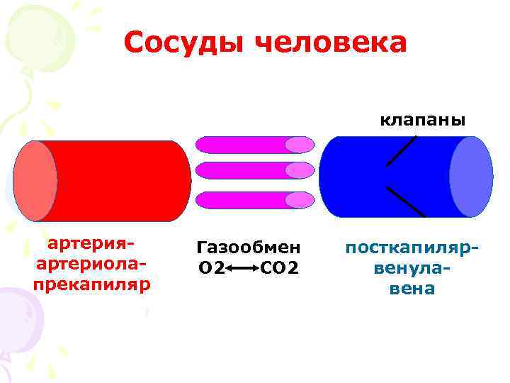 Сосуды человека клапаны артерияартериолапрекапиляр Газообмен О 2 СО 2 посткапилярвенулавена 