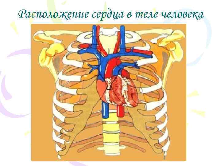 Расположение сердца в теле человека 