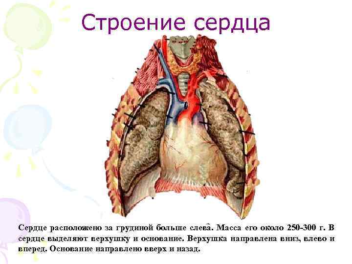 Дом где находится сердце. Строение сердца. Расположение сердца в грудной клетке. Сердце анатомия верхушка и основание.