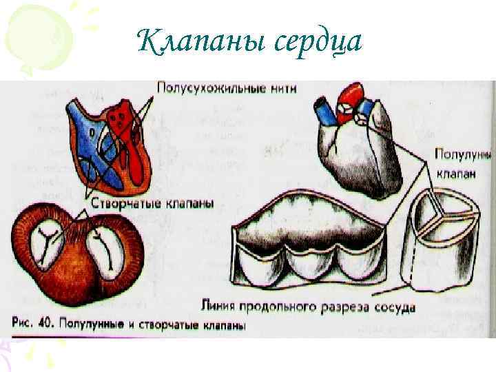 Клапаны сердца 