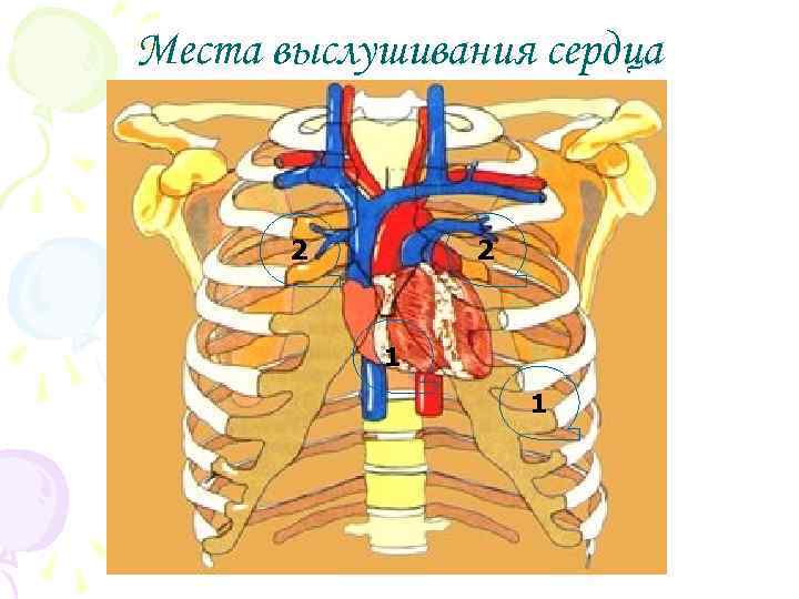 Места выслушивания сердца 2 2 1 1 