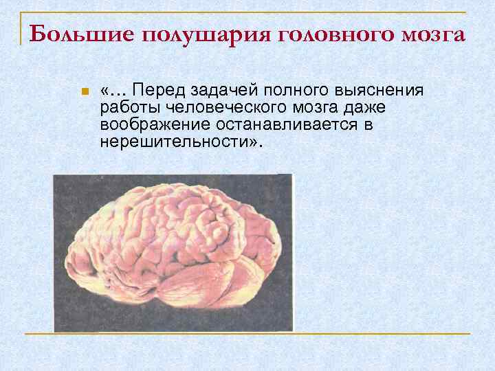 Большие полушария головного мозга «… Перед задачей полного выяснения работы человеческого мозга даже воображение