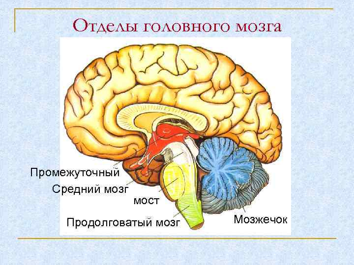 Отделы головного мозга Промежуточный Средний мозг мост Продолговатый мозг Мозжечок 