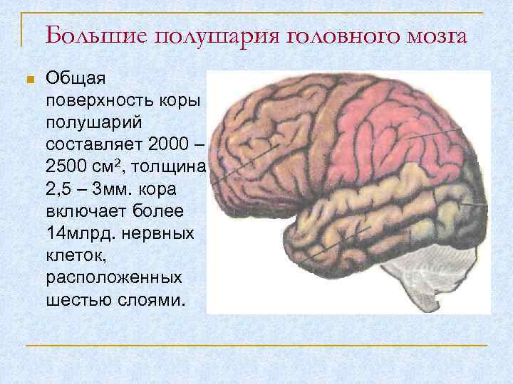 Большие полушария головного мозга Общая поверхность коры полушарий составляет 2000 – 2500 см 2,