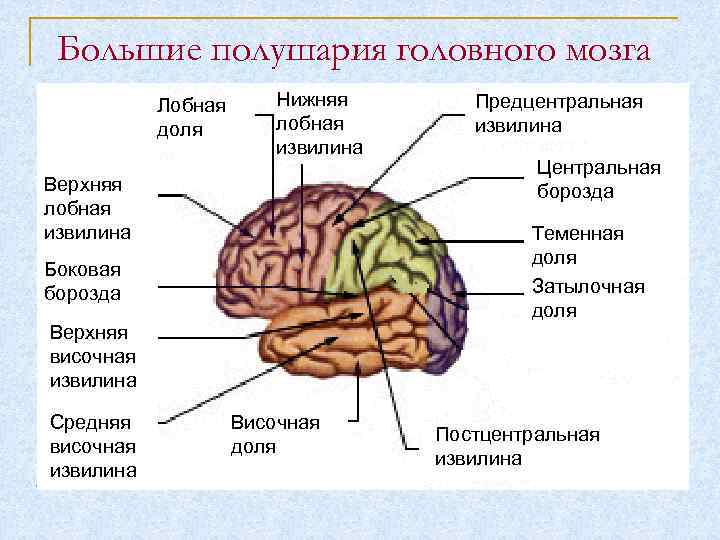 Большие полушария головного мозга Лобная доля Нижняя лобная извилина Верхняя лобная извилина Центральная борозда