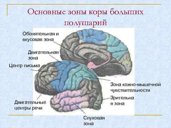 Основные зоны коры больших полушарий Обонятельная и вкусовая зона Двигательная зона Центр письма Зона
