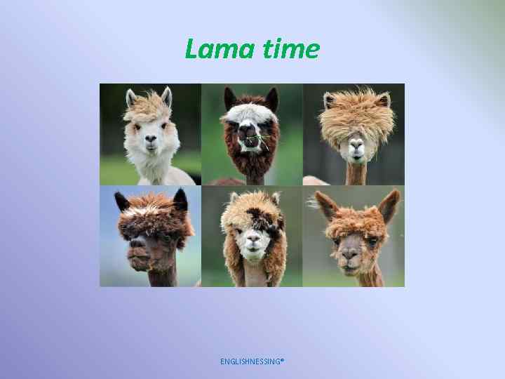 Lama time ENGLISHNESSING® 