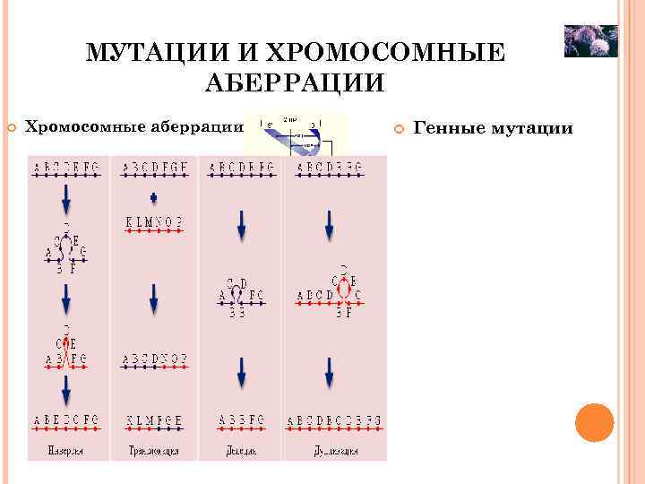 МУТАЦИИ И ХРОМОСОМНЫЕ АБЕРРАЦИИ Хромосомные аберрации Генные мутации 