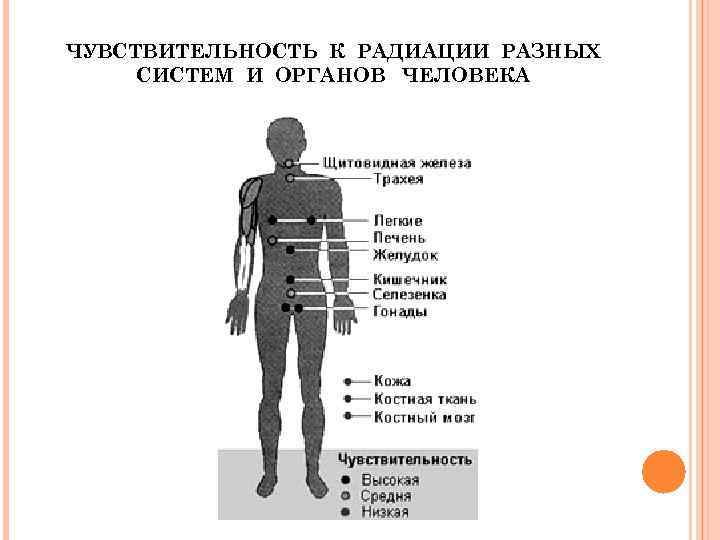 ЧУВСТВИТЕЛЬНОСТЬ К РАДИАЦИИ РАЗНЫХ СИСТЕМ И ОРГАНОВ ЧЕЛОВЕКА 