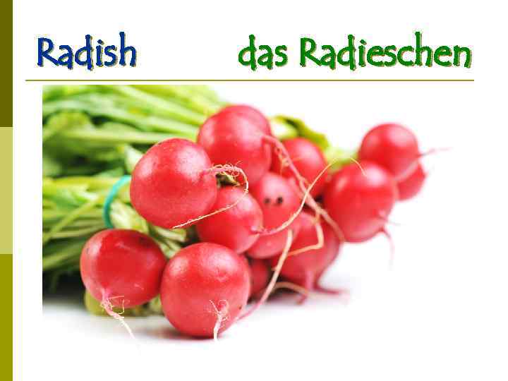Radish das Radieschen 