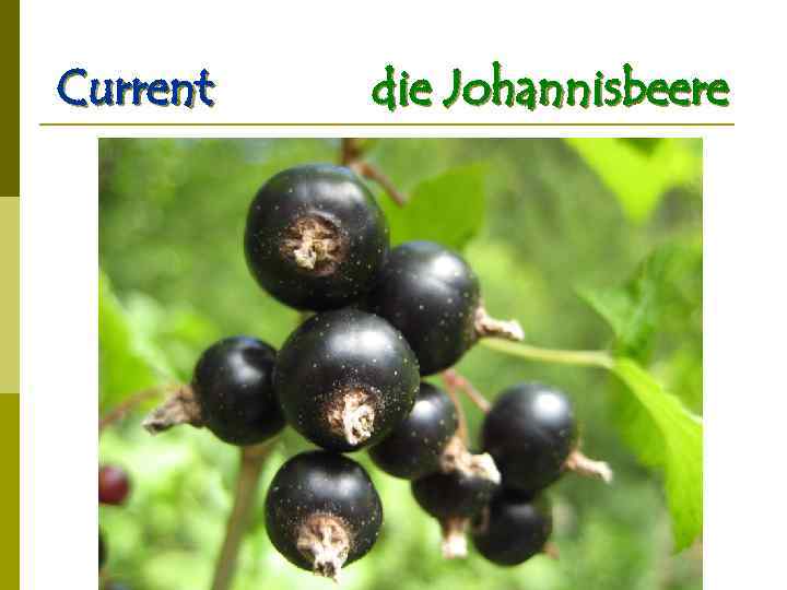 Current die Johannisbeere 