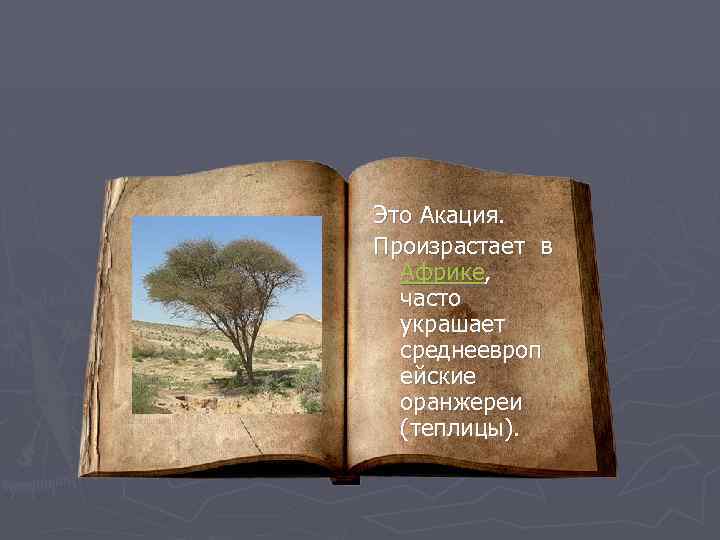 Это Акация. Произрастает в Африке, часто украшает среднеевроп ейские оранжереи (теплицы). 