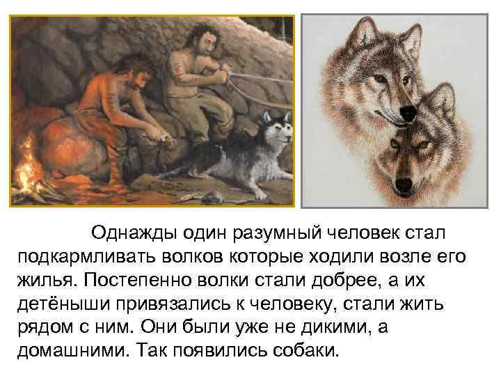 Однажды один разумный человек стал подкармливать волков которые ходили возле его жилья. Постепенно волки