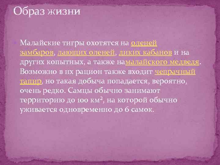 Образ жизни Малайские тигры охотятся на оленей замбаров, лающих оленей, диких кабанов и на