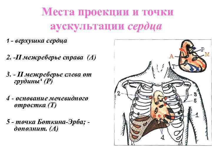 Точки аускультации. Аускультация точки Боткина Эрба. Места проекции клапанов на грудную клетку. Аускультация сердца проекция клапанов. Точка Боткина Эрба при аускультации сердца.