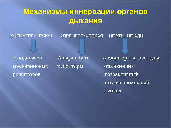 Холинергическая система презентация