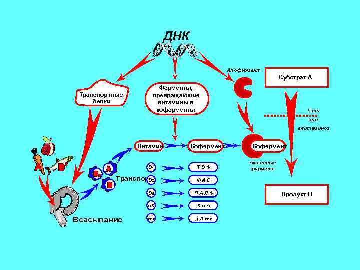 ДНК Апофермент Субстрат А Транспортные белки Ферменты, превращающие витамины в коферменты Гипо или авитаминоз