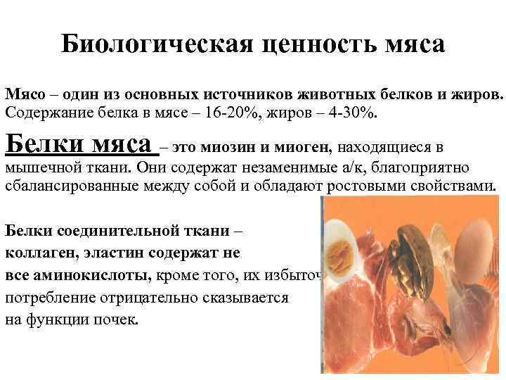 Биологическая ценность мяса Мясо – один из основных источников животных белков и жиров. Содержание