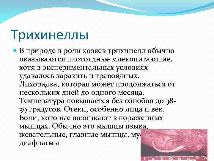 Трихинеллы В природе в роли хозяев трихинелл обычно оказываются плотоядные млекопитающие, хотя в экспериментальных