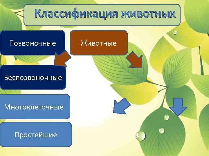 Классификация животных Позвоночные Беспозвоночные Многоклеточные Простейшие Животные 