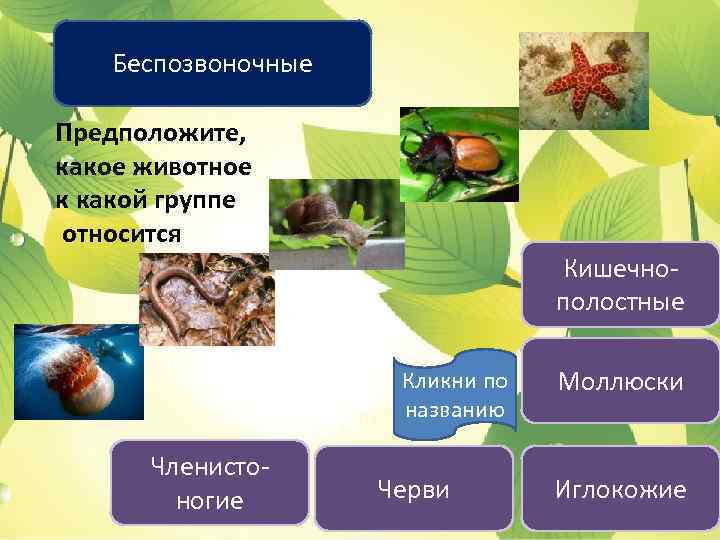 Беспозвоночные Предположите, какое животное к какой группе относится Кишечнополостные Кликни по названию Членистоногие Черви