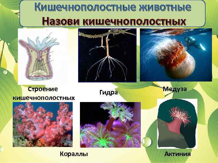 Кишечнополостные животные Назови кишечнополостных Строение кишечнополостных Кораллы Гидра Медуза Актиния 