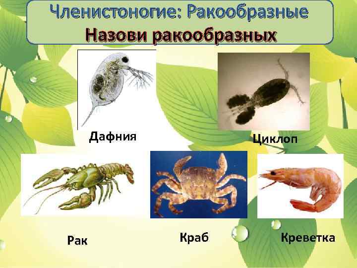 Членистоногие: Ракообразные Назови ракообразных Дафния Рак Циклоп Краб Креветка 