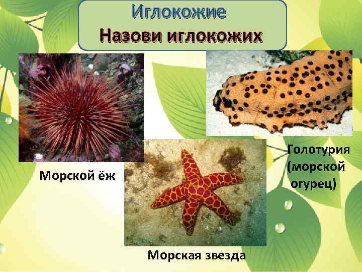 Иглокожие Назови иглокожих Голотурия (морской огурец) Морской ёж Морская звезда 